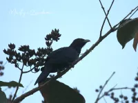 Koekoekvogels [Cuculiformes]